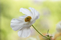 Ranunculus, Persian ranunculus, a white simple Ranunculus asiaticus cultivar, The flower is fully open showing a ring of yellow stamen.