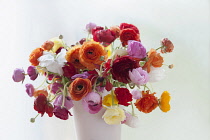 Ranunculus, Persian ranunculus, Ranunculus asiaticus cultivar, A chaotic loose arrangement of a bunch of mixed colours including red, orange, pink, white and yellow flowers and buds, in a white vase.