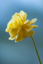 Ranunculus, Persian ranunculus, a double petalled yellow Ranunculus asiaticus cultivar, Close side view with selective focus against a blue background.