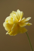 Ranuncuus, Persian ranunculus, a double petalled yellow Ranunculus asiaticus cultivar, Close side view with selective focus against a brown background.