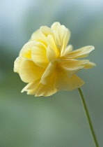 Ranunculus, Persian ranunculus, a double petalled yellow Ranunculus asiaticus cultivar, Close side view with selective focus against a green background.
