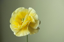 Ranunculus, Persian ranunculus, a double petalled yellow Ranunculus asiaticus cultivar, Close front view with selective focus against a green graduated background.