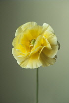 Ranunculus, Persian ranunculus, a double petalled yellow Ranunculus asiaticus cultivar, Close front view with selective focus against a green graduated background.