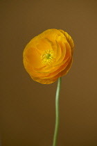 Ranunuculus, Persian ranunculus, a double petalled orange Ranunculus asiaticus cultivar, Front view showing yellow stamens and a long stem.
