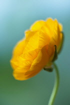 Ranunculus, Persian ranunculus, an orange Ranunculus asiaticus cultivar, Close side view with selective focus against a green background.