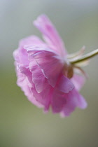 Ranunculus, Persian ranunculus, a double petalled pale pink Ranunculus asiaticus cultivar, Close side view with selective focus and soft light.