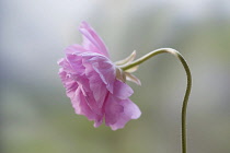 Ranunculus, Persian ranunculus, a double petalled pale pink Ranunculus asiaticus cultivar, Side view with selective focus and soft light of a flower on a bent curved stem.