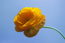 Ranunculus, Persian ranunculus, a double petalled orange Ranunculus asiaticus cultivar, Front view showing yellow stamens and a curved stem.