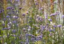 Verbena, Brazilian verbena, Purple top, Verbena bonariensis, with Veronicastrum, Calamagrostis x acutiflora 'Karl Foerster' and Gaura, all tall plants in a late summer prairie style planted mixed bord...