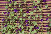 Morning glory, Ipomoea purpurea, Purple flowered climber with heart shaped leaves. Climbing up a contemporary wooden trellis against a bright pink wall. 'Part of Control the Uncontrollable' garden by...