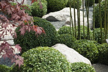 Box, Common Box, Buxus sempervirens, A japanese style planting of box balls with bamboo and Acer palmatum among rocks, part of 'Virtual reality garden' by Bruce Waldock at Hampton Court Palace Flower...