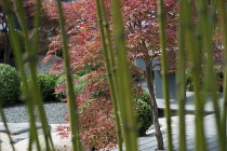 Box, Common Box, Buxus sempervirens, A japanese style planting of box balls with bamboo and Acer palmatum among rocks, with decking and grey gravel. Part of the 'Virtual reality garden' by Bruce Waldo...