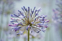 Agapanthus, Agapanthus 'Blue Heaven', Close view of one flowerhead with flowers at various stages, fading from blue to pink. Others soft focus behind against pastel blue background.