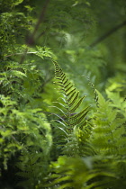 Fern, Ostrich fern, Shuttlecock fern, Matteuccia struthiopteris, surrounded by Milk parsley, Selinum wallichianum, Back view of a single frond in focus, showing the dark spores.