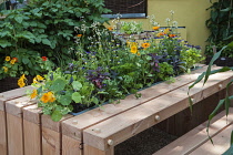 Nasturtium, Tropaeolum majus 'Alaska Salmon orange' with with other herbs, including flowering rocket and parsley, purple sage and heartsease planted along the centre of a contemporary wooden planked...