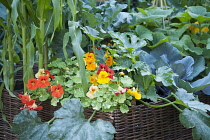 Nasturtium, Tropaeolum majus 'Alaska Salmon orange' and 'Alaska scarlet' with courgette and sweetcorn plants in a basket planter. Hampton Court Flower show 2011, Burgon and Ball '5-a-day garden' desig...