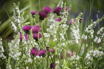 Cirsium, Plume thistle, Cirsium rivulare 'Atropurpureum', Side view of purple red fluffy thistles intermingled with white lavender.