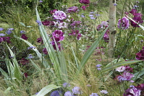 Rose, Rosa 'Burgundy and Ice' and Silver spear, Astelia chathamica, amongst Mexican feather grass, Stipa tenuissima. Part of The Stone Roses garden by Greenes of Sussex, Hampton Court Flower show 2011...