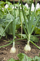 Onion, Allium cepa, Side view of two onions growing in a vegetable plot with other vegetables and a white picket fence behind.