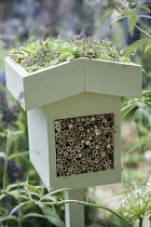 Houseleek, Sempervivum tectorum and other alpines forming a green roof of an insect shelter painted pale green and filled with pieces of bamboo canes. Part of Wild in the City garden designed by Charl...