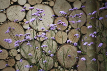 Verbena, Brazilian verbena, Purple top, Verbena bonariensis in front of a wall of stacked cut logs. Part of Wild in the City garden designed by Charlotte Murrell, Hampton Court flower show 2011.