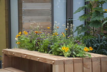 Nasturtium, Tropaeolum majus 'Alaska Salmon orange' with other herbs, including flowering rocket and parsley, purple sage and heartsease planted along the centre of a contemporary wooden planked outdo...