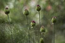 Allium, Round headed leek, Allium sphaerocephalon, Side view of several stems with flowerheads turning from green to purple. Amongst fennel.