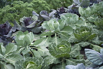 Cabbage, Brassica oleracea 'Brigadier', Top view with Savoy Cabbage 'Serpentine and other brassicas growing in rows.