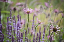 Echinacea, Tennessee Purple coneflower, Echinacea tennesseensis, Side view of several stems in various stages of flower with purple lavender.