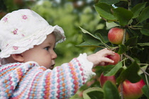 Apple, Malus domestica 'Discovery', Close view of a baby in a patterned cardigan and white sunhat picking a red apple growing in a tree.