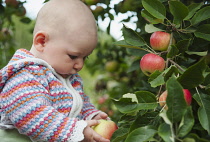 Apple, Malus domestica 'Discovery', A baby in a patterned cardigan holding an apple and looking at it, next to a tree with other red apples growing on it.
