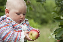 Apple, Malus domestica 'Discovery', A baby in a patterned cardigan holding an apple and looking at it.