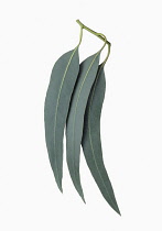 Eucalyptus, Eucalyptus globulus, Cut out of three mature leaves on a piece of stalk.