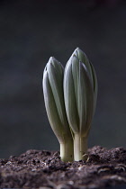 Crown imperial fritillary, Fritillaria imperialis, Very low side view of two plant shoots emerging from soil.