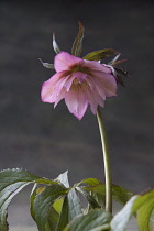 Hellebore, Helleborus x hybridus Ashwood Garden Hybrids, Low view of one pink double flower on a long stem, with leaves beneath.