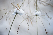 Grass, Waterfall millet, Phaenosperma globosa in snow, view of delicate panicles and seeds of this plant weighed down by snow.