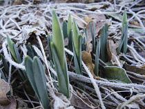 Daffodil, Narcissus cultivar, Plant emerging through frosted leaves and dead foliage.