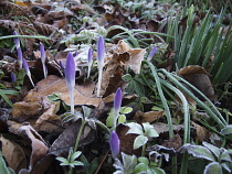 Crocus, Early crocus, Crocus tommasinianus, Low view of frosted  lilac purple buds emerging from dead leaves.