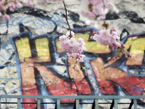 Cherry blossom, Prunus, A twig of pale pink blossom hanging in front of colourful graffitti in Whitechapel, London, UK.