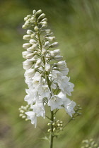 Larkspur, Consolida regalis 'White Spire', Single stem of white flowers gradually opening from the bottom upwards.