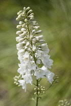 Larkspur, Consolida regalis 'White Spire', Single stem of white flowers gradually opening from the bottom upwards.