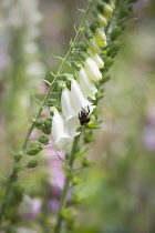Foxglove, Digitalis purpurea, Single stem of the white form, others soft focus behind. Viewed from side on, with a Buff-tailed Bumblebee, Bombus terrestris, collecting nectar from one of the flowers.