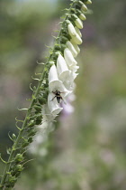 Foxglove, Digitalis purpurea, Single stem of the white form, others soft focus behind. Viewed from side on, with a Buff-tailed Bumblebee, Bombus terrestris, collecting nectar from one of the flowers.