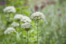 Allium, Black garlic, Allium nigrum, Side view of several flowerheads of white flowers, two in focus.