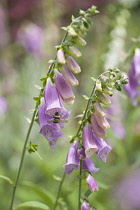 Foxglove, Digitalis purpurea,Two stems with a Buff-tailed Bumblebee, Bombus terrestris, collecting nectar from one of the flowers.