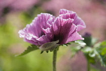 Oriental poppy, Papaver orientale 'Patty's Plum', Side view of one dusty pink flower with crinkled petals as it opens, discarding its furry bud sheath.