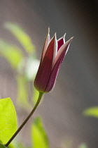 Clematis texensis 'Princess Kate', Side view of one deep red, elegant, tulip shape flower opening from bud.