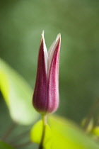Clematis texensis 'Princess Kate', Side view of one deep red, elegant, tulip shape flower opening from bud.