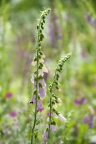 Foxglove, Digitalis purpurea, Two stems with a Buff-tailed Bumblebee, Bombus terrestris, collecting nectar from one of the flowers.