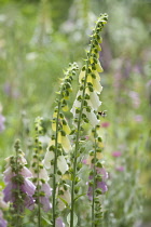 Foxglove, Digitalis purpurea, Two stems with a Buff-tailed Bumblebee, Bombus terrestris, collecting nectar from one of the flowers.